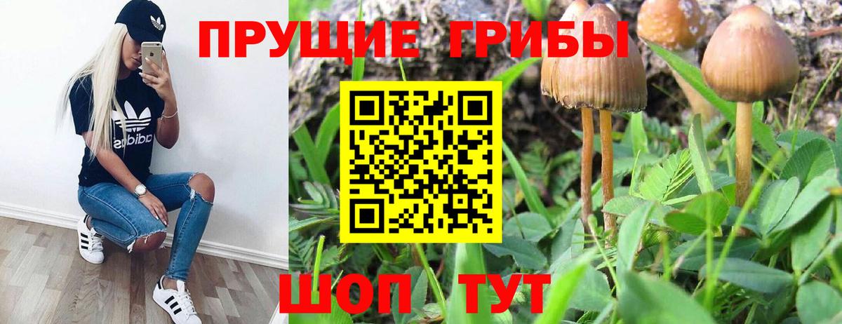 Псилоцибиновые грибы Psilocybe Армавир